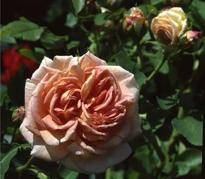 Rosa (Kletterrose) 'Alchymist'