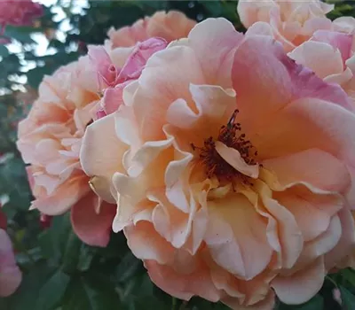 Rosa (Kletterrose) 'Aloha'®