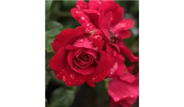 Rosa (Kletterrose) 'Amadeus'®