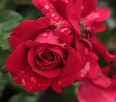 Rosa (Kletterrose) 'Amadeus'®