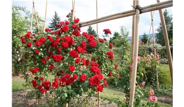 Rosa (Kletterrose) 'Amadeus'®