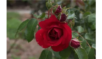Rosa (Kletterrose) 'Amadeus'®