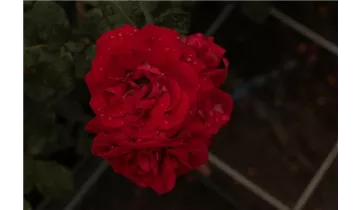 Rosa (Kletterrose) 'Amadeus'®