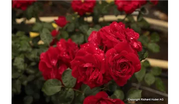 Rosa (Kletterrose) 'Amadeus'®