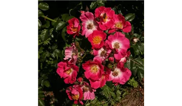 Rosa (Kletterrose) 'American Pillar'