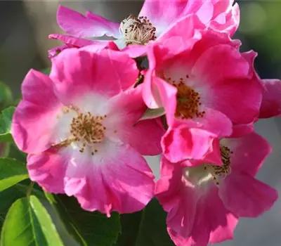 Rosa (Kletterrose) 'American Pillar'