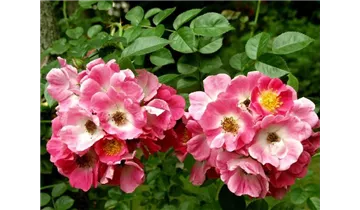 Rosa (Kletterrose) 'American Pillar'