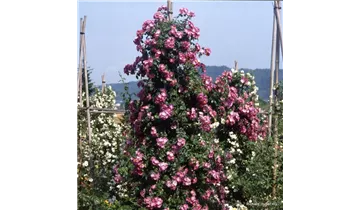 Rosa (Kletterrose) 'American Pillar'