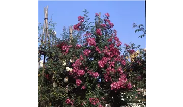 Rosa (Kletterrose) 'American Pillar'