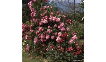 Rosa (Kletterrose) 'American Pillar'
