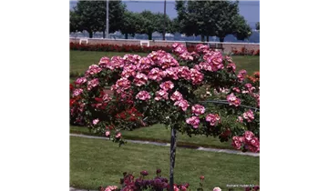 Rosa (Kletterrose) 'American Pillar'