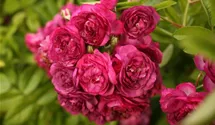 Rosa (Kletterrose) 'Améthyste'
