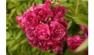 Rosa (Kletterrose) 'Améthyste'