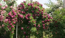 Rosa (Kletterrose) 'Améthyste'