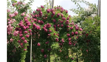Rosa (Kletterrose) 'Améthyste'