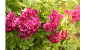 Rosa (Kletterrose) 'Améthyste'