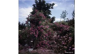 Rosa (Kletterrose) 'Améthyste'