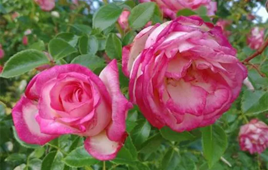 Rosa (Kletterrose) 'Antike 89'®