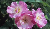 Rosa (Kletterrose) 'Apple Blossom'