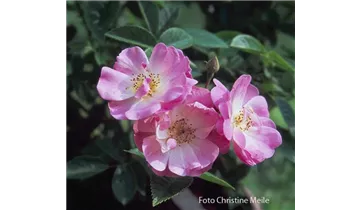 Rosa (Kletterrose) 'Apple Blossom'