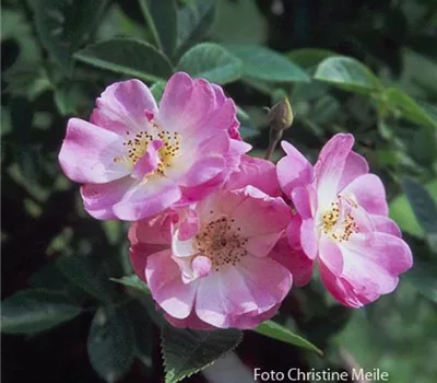 Rosa (Kletterrose) 'Apple Blossom'