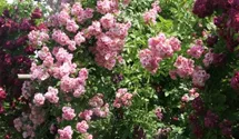 Rosa (Kletterrose) 'Apple Blossom'