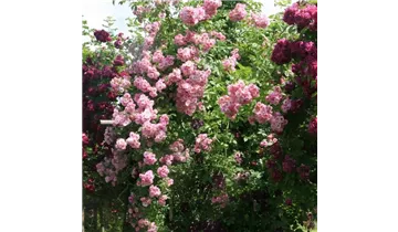 Rosa (Kletterrose) 'Apple Blossom'