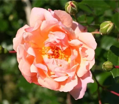 Rosa (Kletterrose) 'Auguste Gervais'
