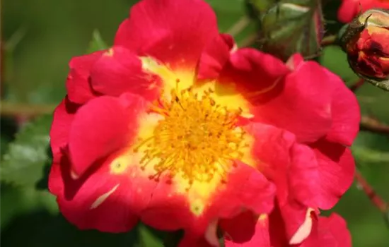 Rosa (Kletterrose) 'Bajazzo'