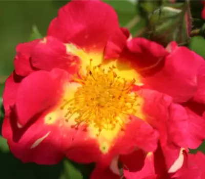Rosa (Kletterrose) 'Bajazzo'