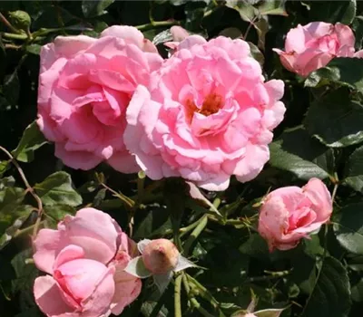 Rosa (Kletterrose) 'Bantry Bay'
