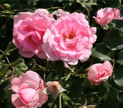 Rosa (Kletterrose) 'Bantry Bay'