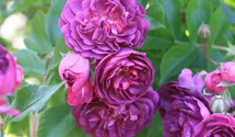 Rosa (Kletterrose) 'Bleu Magenta'