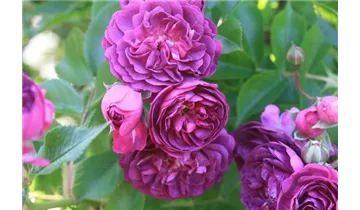 Rosa (Kletterrose) 'Bleu Magenta'