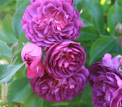 Rosa (Kletterrose) 'Bleu Magenta'