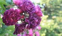 Rosa (Kletterrose) 'Bleu Magenta'