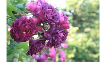 Rosa (Kletterrose) 'Bleu Magenta'