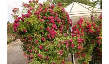 Rosa (Kletterrose) 'Bleu Magenta'