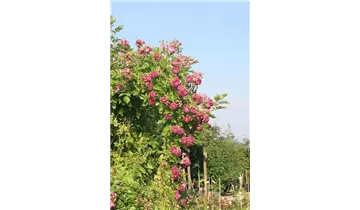Rosa (Kletterrose) 'Bleu Magenta'