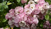 Rosa (Kletterrose) 'Blush Rambler'