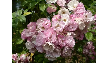 Rosa (Kletterrose) 'Blush Rambler'