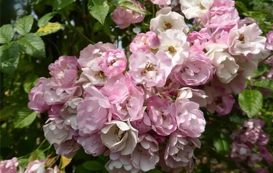 Rosa (Kletterrose) 'Blush Rambler'