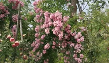 Rosa (Kletterrose) 'Blush Rambler'