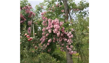 Rosa (Kletterrose) 'Blush Rambler'