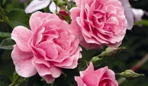 Rosa (Kletterrose) 'Camelot'