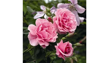 Rosa (Kletterrose) 'Camelot'