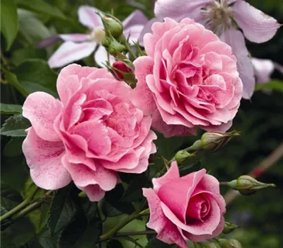 Rosa (Kletterrose) 'Camelot' Rosa (Kletterrose) 'Camelot'