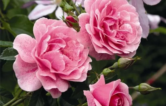 Rosa (Kletterrose) 'Camelot'