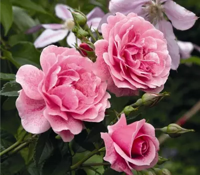 Rosa (Kletterrose) 'Camelot'