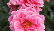Rosa (Kletterrose) 'Camelot'
